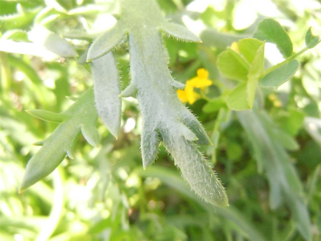 Pianta da identificare - Plantago sp.